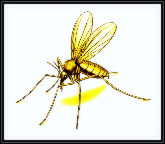 Er mygg dårlig i Panama?