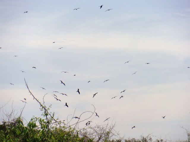 The Frigate Bird nesting area.