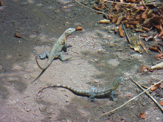 Two iguana buddies on the walking path.